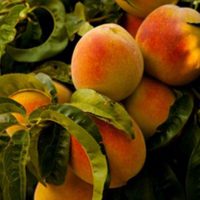 Yield Lab Europe – The leading funder of early stage Agri Food-Tech ...